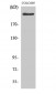 APC Polyclonal Antibody