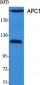 APC1 Polyclonal Antibody