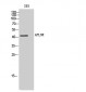 APLNR Polyclonal Antibody