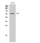APLF Polyclonal Antibody