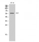 APLF Polyclonal Antibody