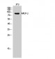 APLP-2 Polyclonal Antibody