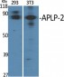 APLP-2 Polyclonal Antibody