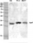 ApoF Polyclonal Antibody