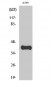 ApoL1 Polyclonal Antibody