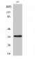 AQP4 Polyclonal Antibody