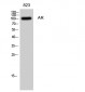 AR Polyclonal Antibody
