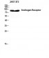 AR Polyclonal Antibody