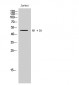 AR α2A Polyclonal Antibody