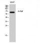 A-Raf Polyclonal Antibody