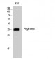 Arginase I Polyclonal Antibody