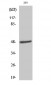 ARK-1 Polyclonal Antibody