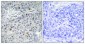 ARK-1 Polyclonal Antibody