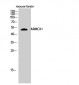 ARMCX1 Polyclonal Antibody