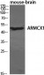 ARMCX1 Polyclonal Antibody