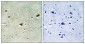 Arnt 2 Polyclonal Antibody