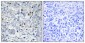 ARP-1 Polyclonal Antibody