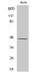 ARP-1 Polyclonal Antibody