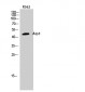 Arp3 Polyclonal Antibody