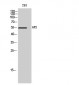 ARX Polyclonal Antibody