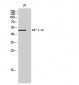 AR-α1A Polyclonal Antibody