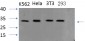 ASC Polyclonal Antibody