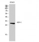 ATF-1 Polyclonal Antibody