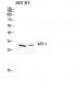 ATF-1 Polyclonal Antibody