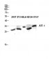 ATF-1 Polyclonal Antibody