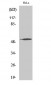 ATF-7 Polyclonal Antibody