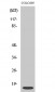 ATP5I Polyclonal Antibody