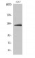 ATP-citrate synthase Polyclonal Antibody