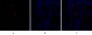 Bad Polyclonal Antibody