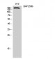 BAF250b Polyclonal Antibody