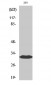 BAM32 Polyclonal Antibody