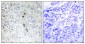 B-ATF Polyclonal Antibody