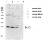 Bcl-2 Polyclonal Antibody