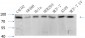 Bcl-6 Polyclonal Antibody