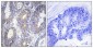 Bcl-w Polyclonal Antibody