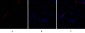 Bcl-x Polyclonal Antibody