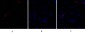 Bcl-x Polyclonal Antibody