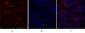 Bcl-x Polyclonal Antibody