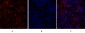 Bcl-x Polyclonal Antibody