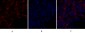 Bcl-x Polyclonal Antibody