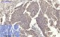 Bcl-x Polyclonal Antibody