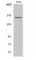 Bcr Polyclonal Antibody