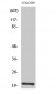 BET3 Polyclonal Antibody