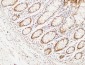 BM28 Polyclonal Antibody