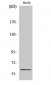 BMP-2 Polyclonal Antibody