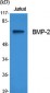 BMP-2 Polyclonal Antibody